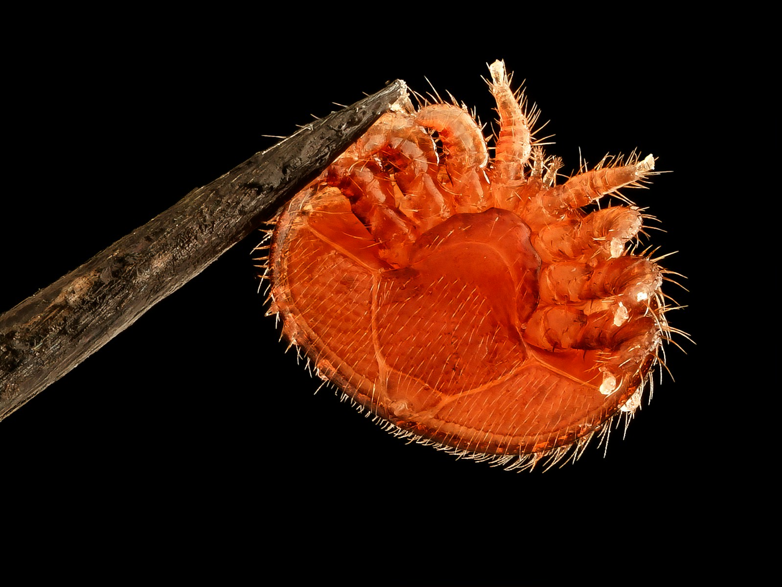 brown and white flower illustration