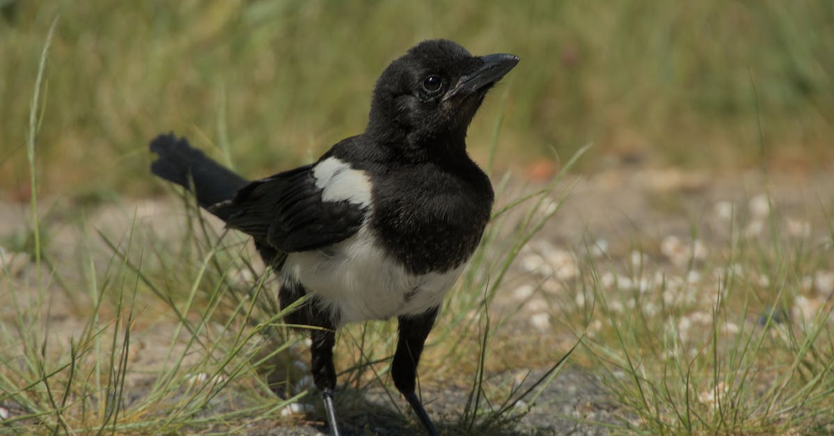 découvrez comment éloigner naturellement les pies grâce à des méthodes écologiques et efficaces, sans nuire à l'environnement.