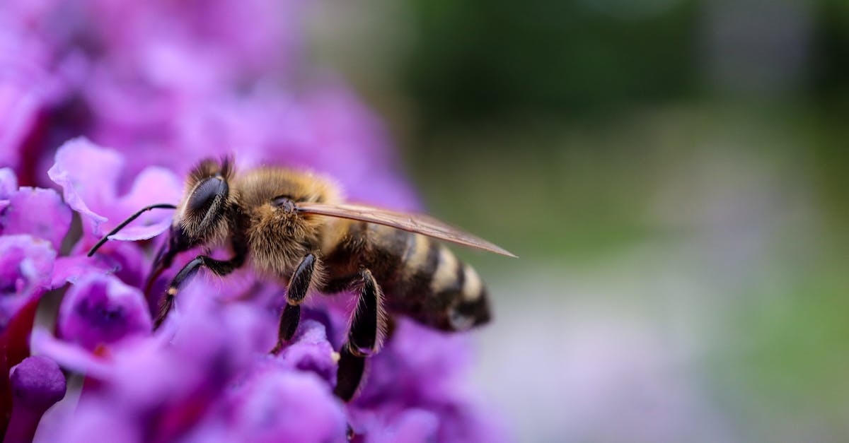 découvrez les bienfaits de la cire d'abeille pour la santé, la beauté et le bien-être, un produit naturel aux multiples vertus.