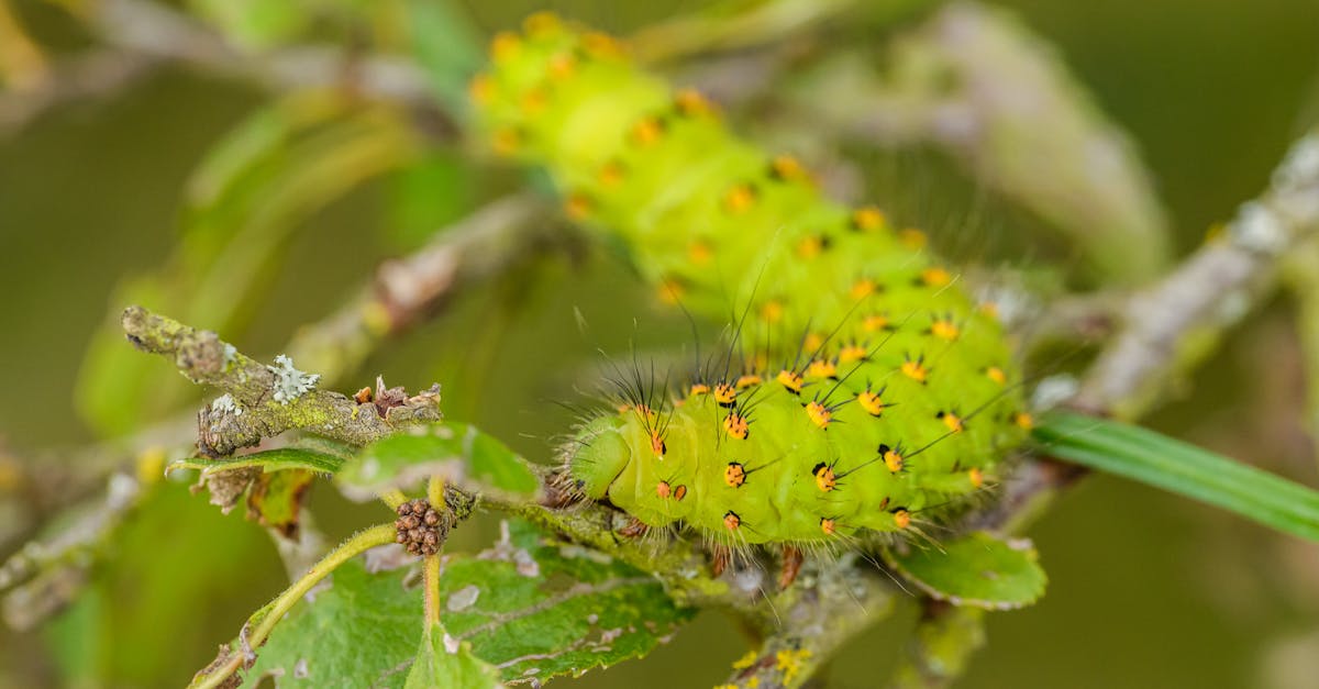 découvrez des méthodes efficaces pour contrôler les chenilles vertes et protéger vos cultures naturellement.