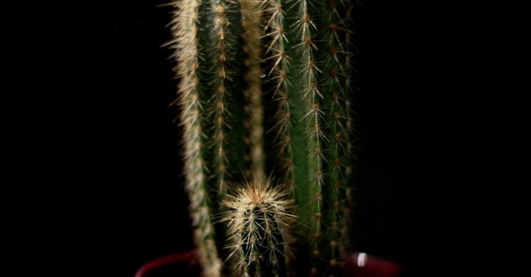 découvrez les différents types de cactus d'intérieur, leurs caractéristiques et conseils pour les entretenir facilement chez vous.
