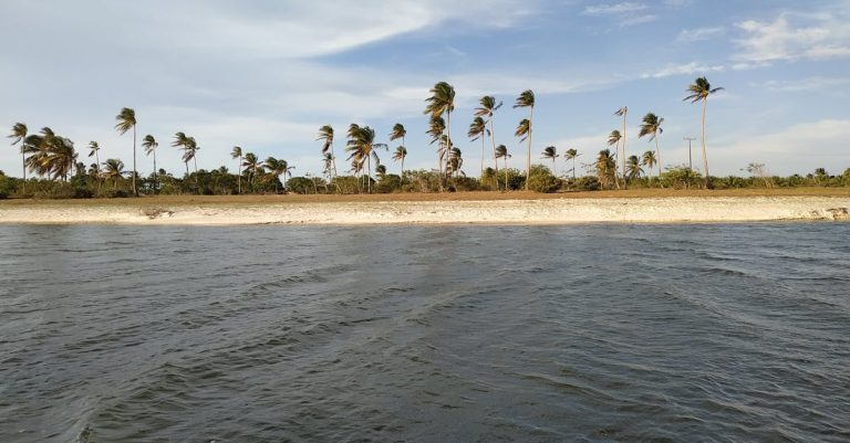 découvrez comment choisir le sable idéal pour un gazon parfait, en optimisant la texture et la qualité du sol pour une pelouse saine et verdoyante.
