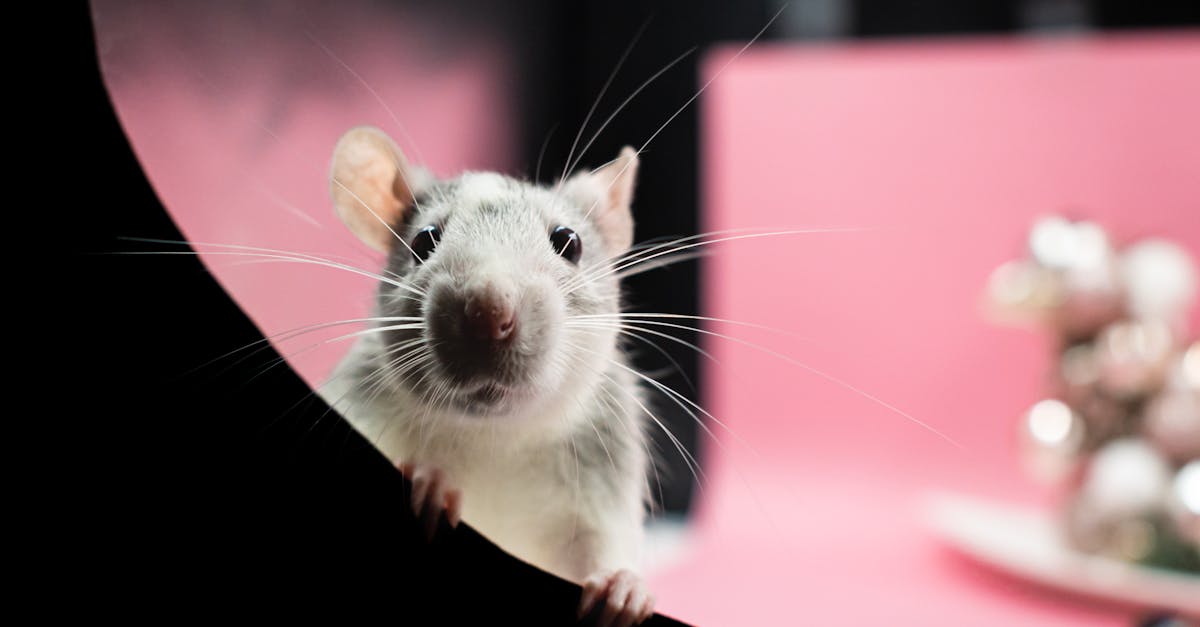 découvrez les interactions fascinantes entre les poulets et les rats, leurs comportements et impacts dans différents environnements.