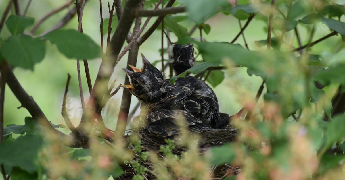 découvrez l'univers unique de tame robin, un artiste captivant alliant mélodies envoûtantes et paroles profondes pour une expérience musicale inoubliable.