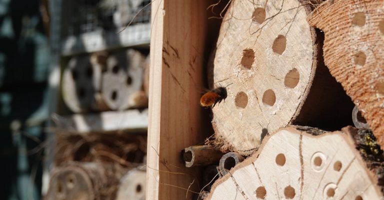 découvrez tout sur le nid de bourdons : habitat, construction et importance écologique de ces insectes pollinisateurs.