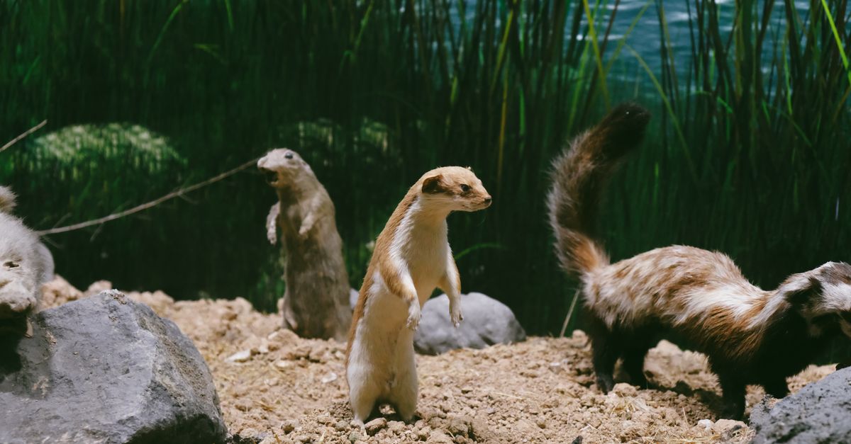 découvrez tout sur les belettes : leur habitat, leur comportement, et leur rôle dans l'écosystème.