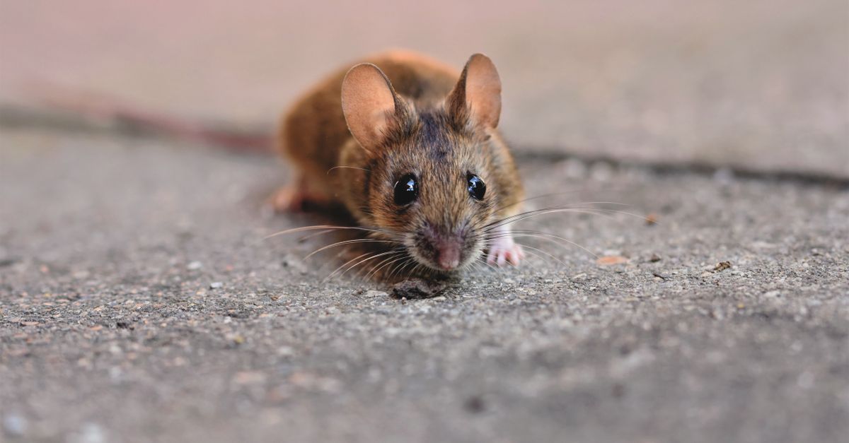 Est-ce que les poules attirent vraiment les rats ? 2 découvrez les interactions fascinantes entre poulets et rats, leurs comportements et impacts dans divers environnements.