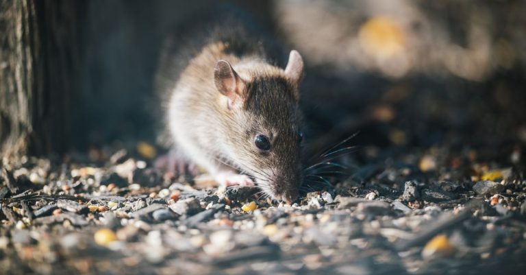 découvrez tout sur les poulets et les rats : comportements, interactions et impact sur l'environnement.