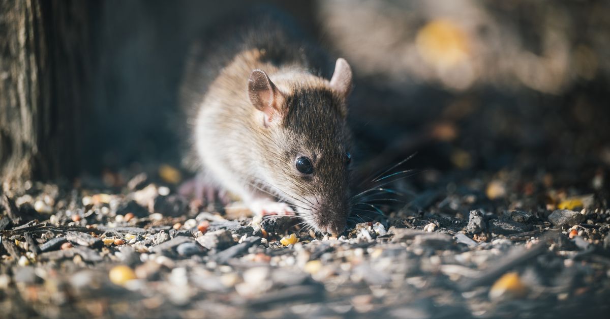 découvrez tout sur les poulets et les rats : comportements, interactions et impact sur l'environnement.