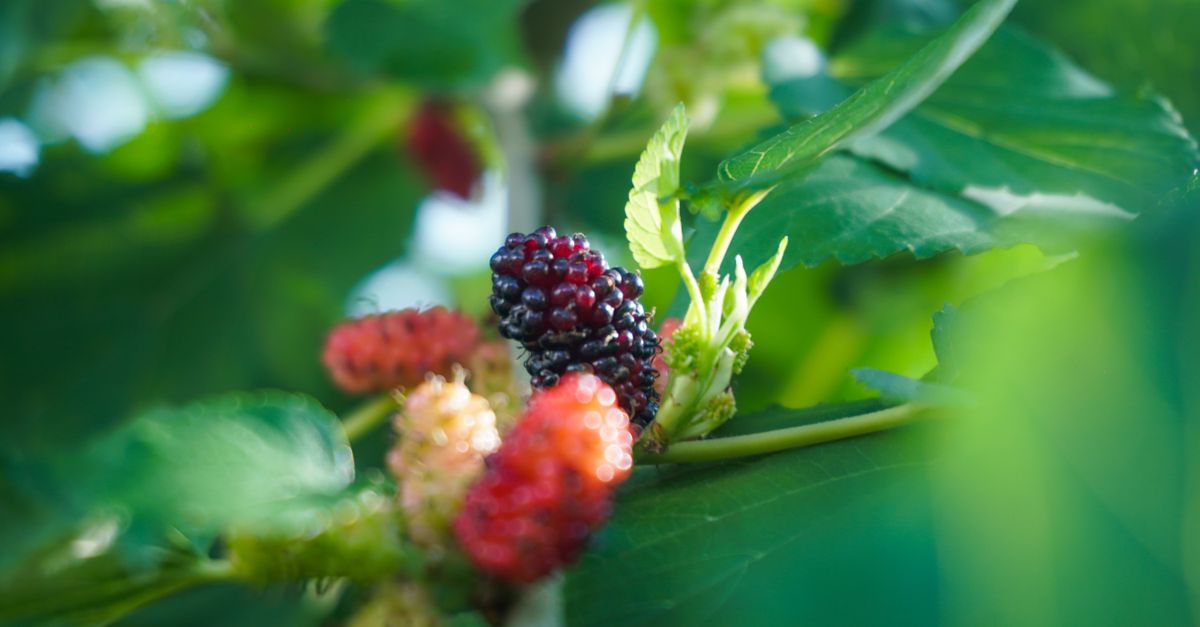 découvrez le mûrier chinois, un arbre fruitier apprécié pour ses feuilles nutritives et ses fruits délicieux, parfait pour jardins et cultures durables.