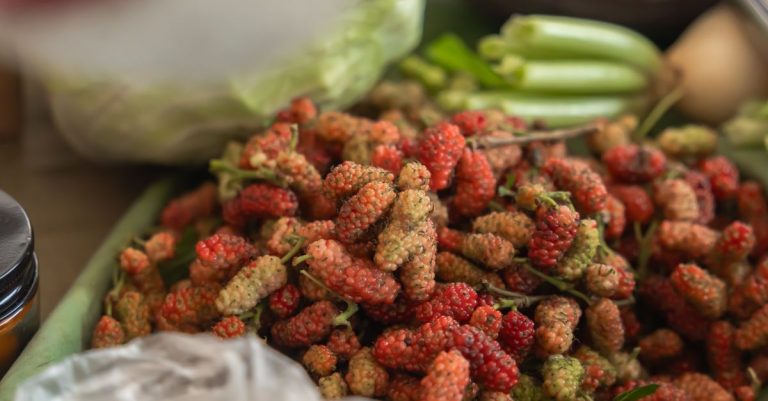 découvrez le mûrier chinois, un arbre fruitier traditionnel apprécié pour ses baies sucrées et ses feuilles nutritives, idéal pour le jardin et la santé.
