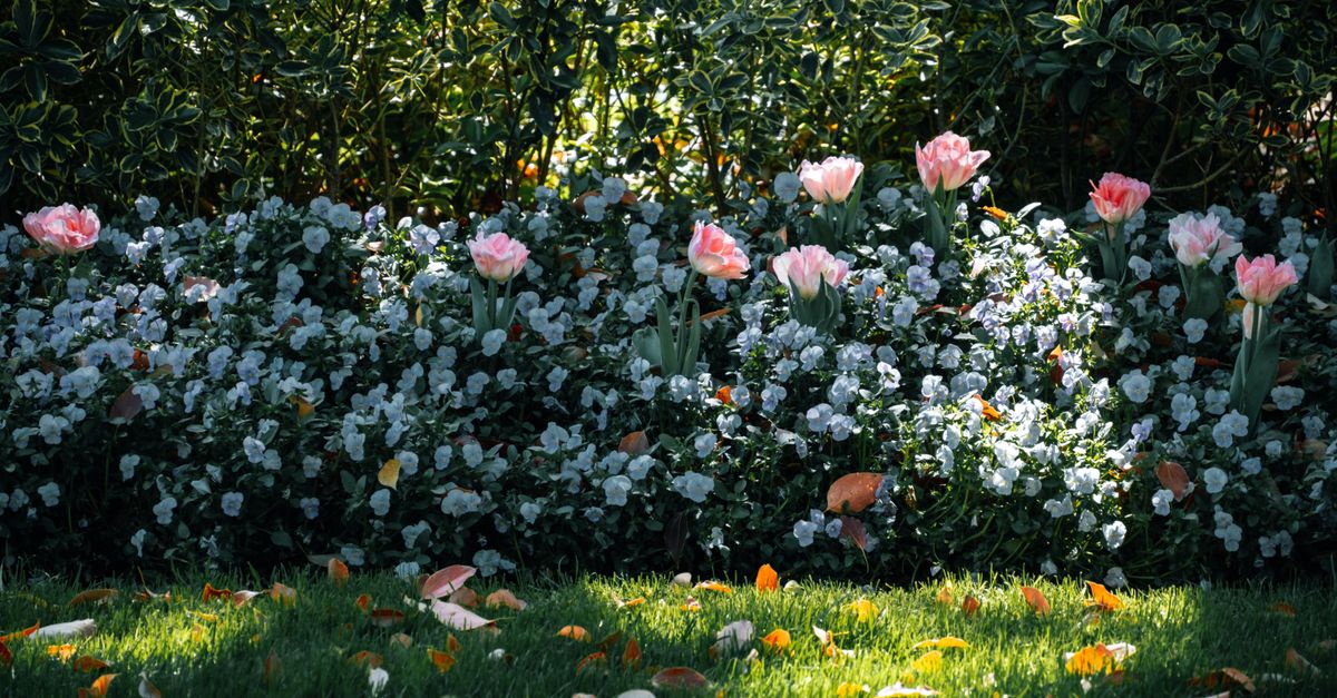 Comment semer un gazon dense sans utiliser de rouleau 2 découvrez les avantages de la plantation dense de pelouse pour un gazon épais et luxuriant, réduisant les mauvaises herbes et améliorant la résistance de votre jardin.
