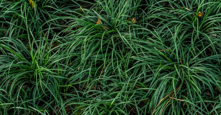 découvrez les avantages de la plantation dense de pelouse pour un gazon luxuriant, résistant et esthétique toute l'année.