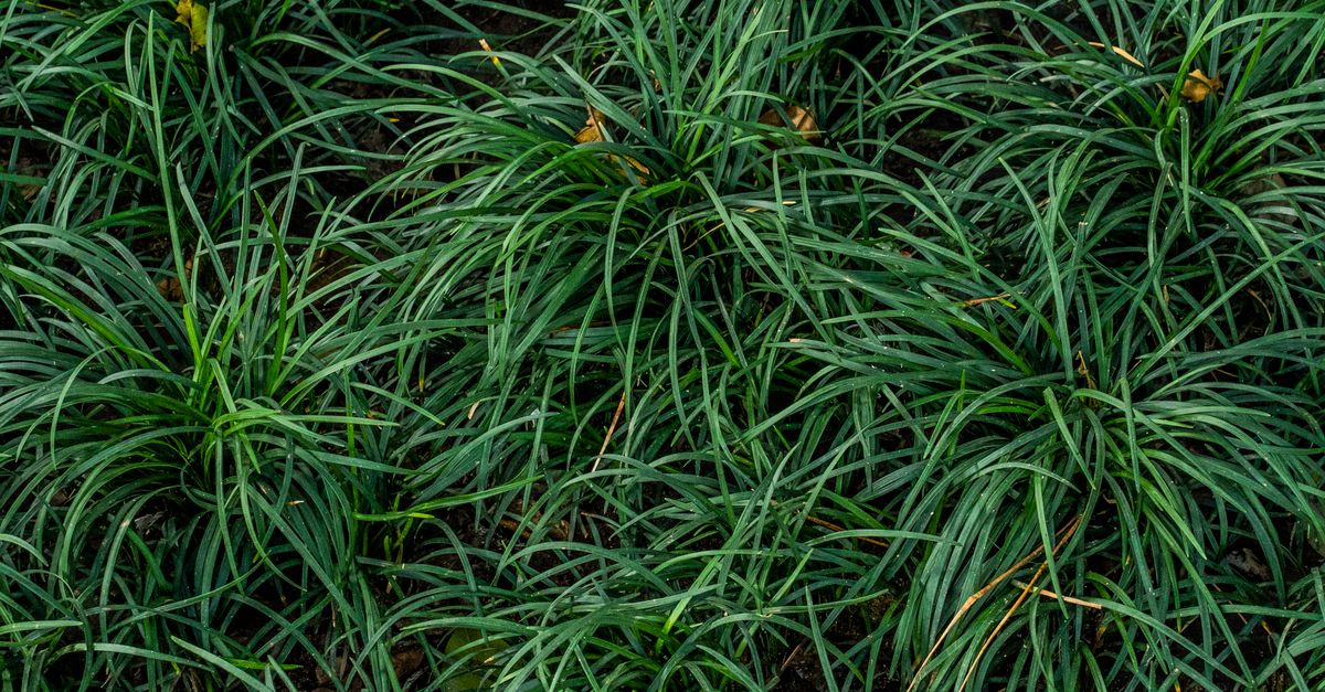 découvrez les avantages de la plantation dense de pelouse pour un gazon luxuriant, résistant et esthétique toute l'année.