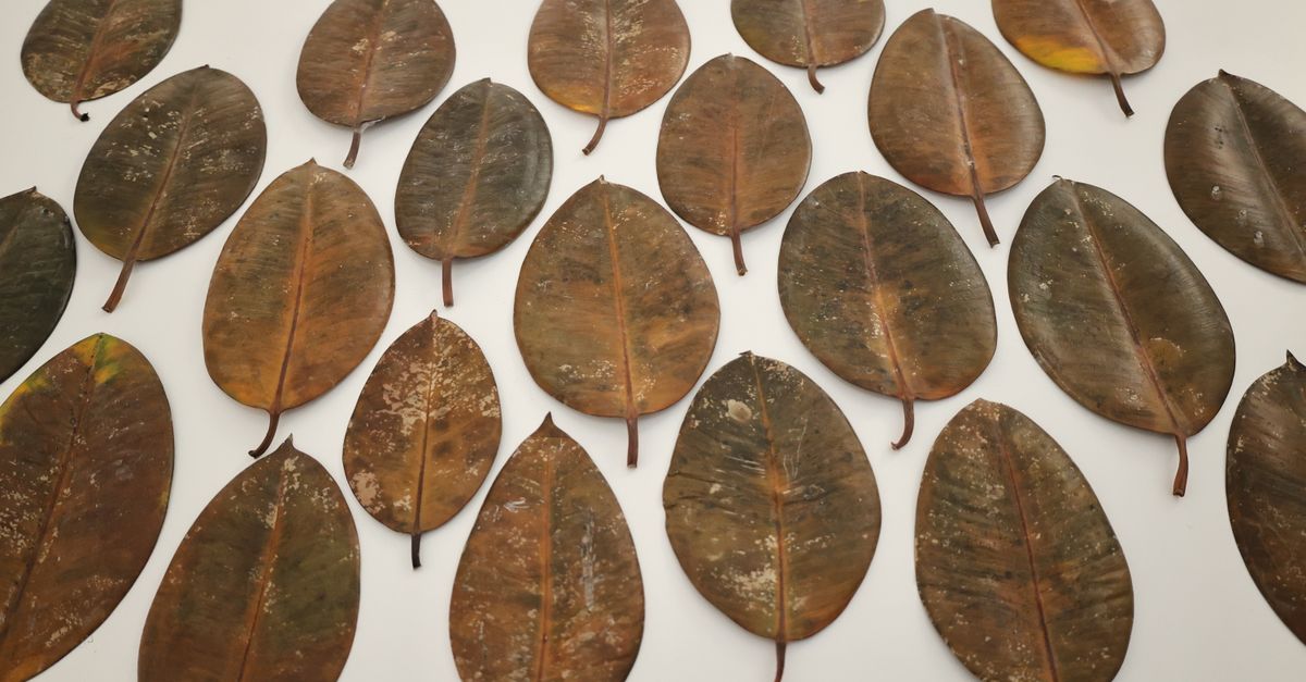 Comment faire sécher des feuilles rapidement : guide expert pour un séchage efficace 2 découvrez les meilleures techniques pour sécher les feuilles efficacement, conserver leurs arômes et prolonger leur durée de vie.