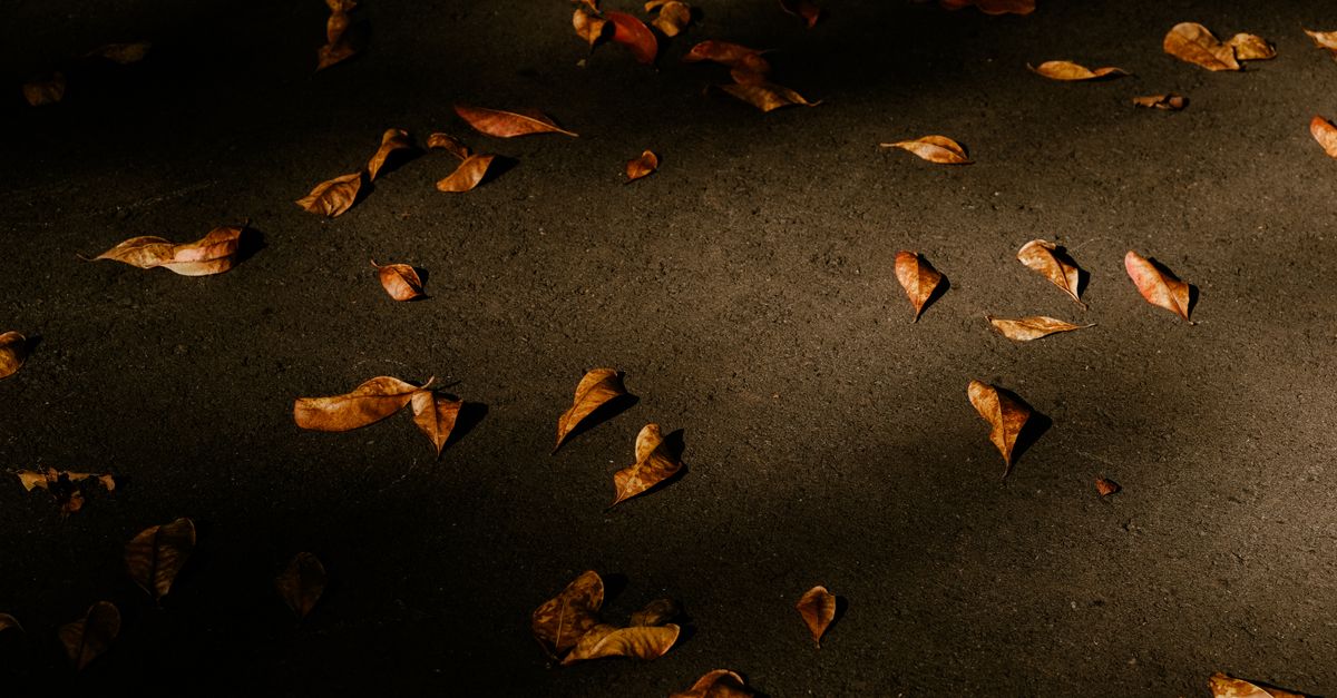 découvrez les meilleures méthodes pour sécher les feuilles efficacement, préserver leurs arômes et prolonger leur durée de conservation.