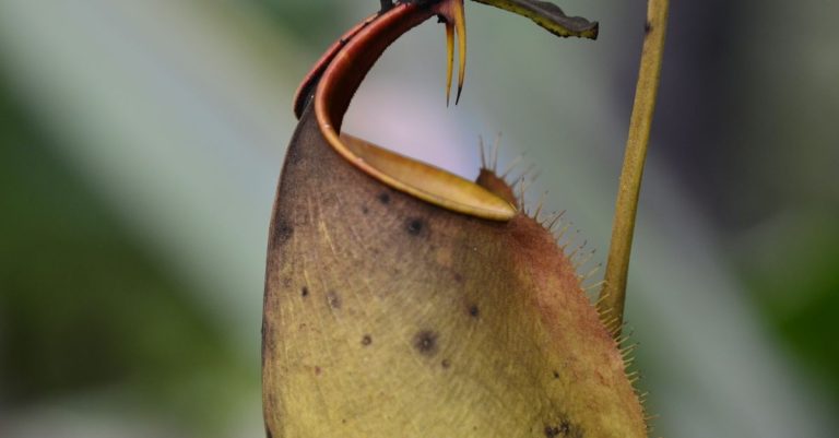 découvrez nos pièges à mouches efficaces pour éliminer les insectes indésirables et garder votre maison propre et saine.