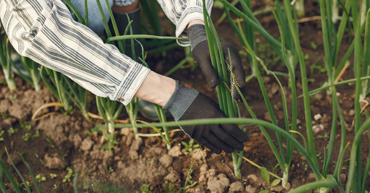 découvrez comment le jardinage peut améliorer votre santé physique et mentale grâce à ses bienfaits naturels et ses effets relaxants.