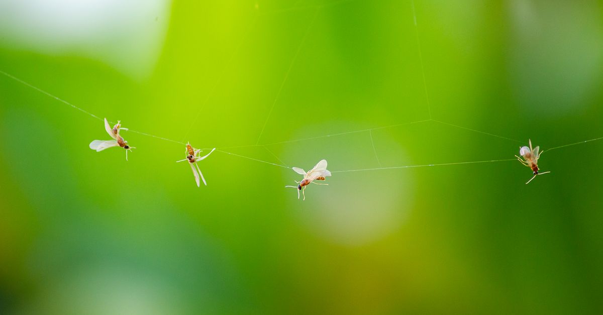 Comment se débarrasser des petites mouches noires envahissantes 2 découvrez tout ce qu'il faut savoir sur les moucherons : leurs caractéristiques, leur habitat et comment s'en débarrasser efficacement.