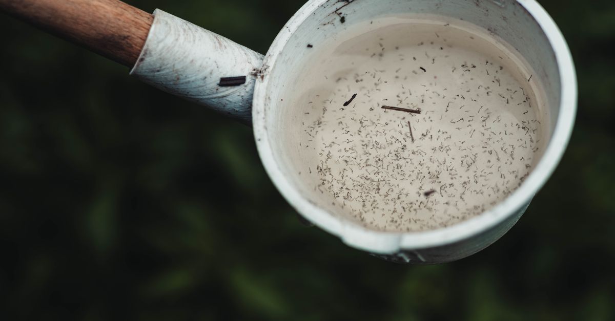découvrez tout sur les moucherons : caractéristiques, habitat, nuisances et solutions pour s'en débarrasser efficacement.