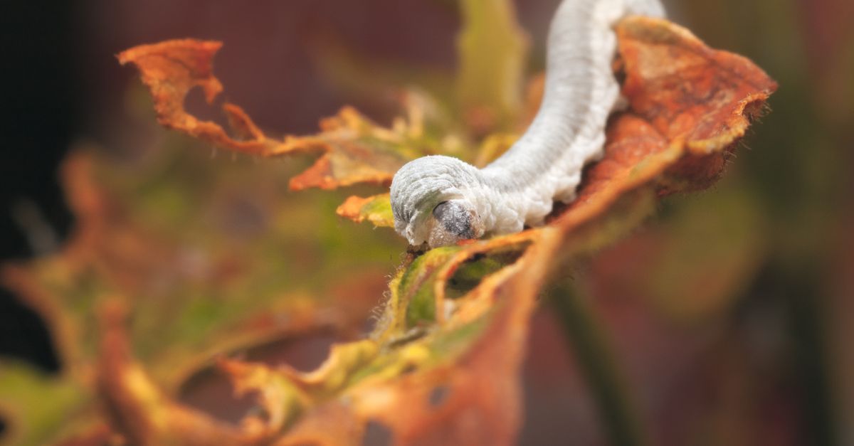 contrôle efficace des chenilles vertes pour protéger vos plantes et cultures de manière naturelle et durable.