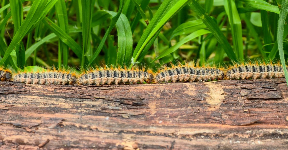découvrez des méthodes efficaces pour le contrôle des chenilles vertes afin de protéger vos plantes et jardins tout en respectant l'environnement.