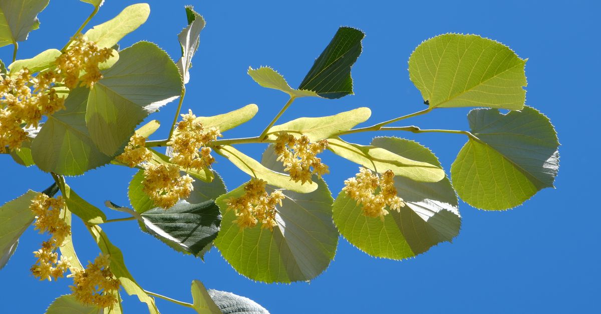 découvrez les techniques traditionnelles et modernes de la récolte du tilleul, une étape essentielle pour profiter de ses fleurs aux multiples bienfaits.