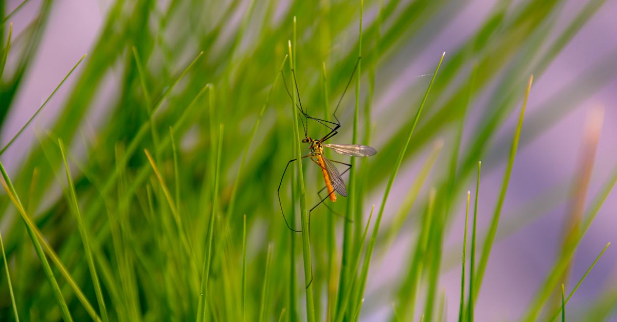 découvrez les plantes répulsives contre les moustiques pour un jardin naturel et sans insectes.