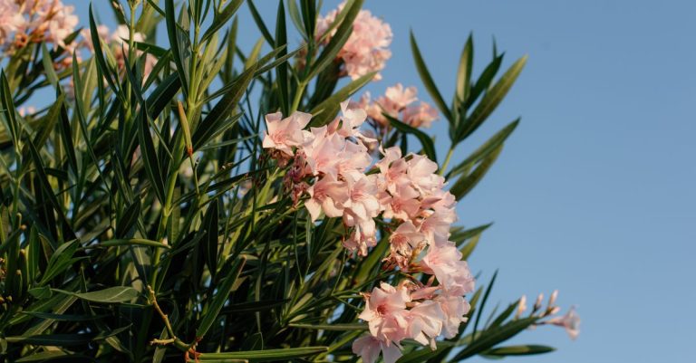 découvrez tout sur le laurier-rose : conseils de culture, entretien, astuces pour un jardin fleuri et éclatant toute l'année.