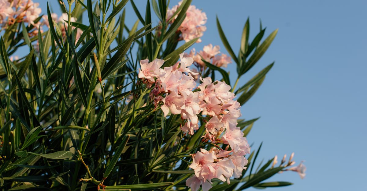 découvrez tout sur le laurier-rose : conseils de culture, entretien, astuces pour un jardin fleuri et éclatant toute l'année.