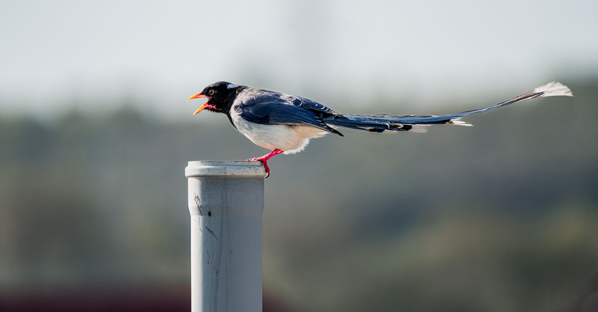 découvrez des méthodes naturelles pour éloigner les pies de votre jardin sans utiliser de produits chimiques.