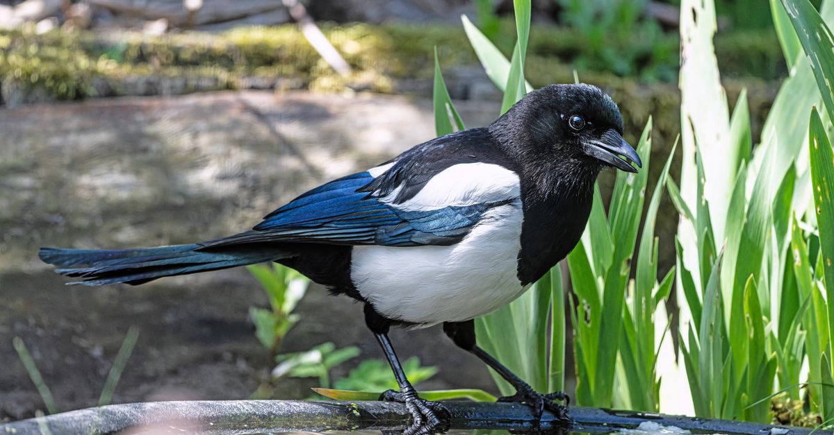 découvrez comment repousser les pies de manière naturelle et écologique grâce à des méthodes simples et efficaces, sans nuire à l'environnement.