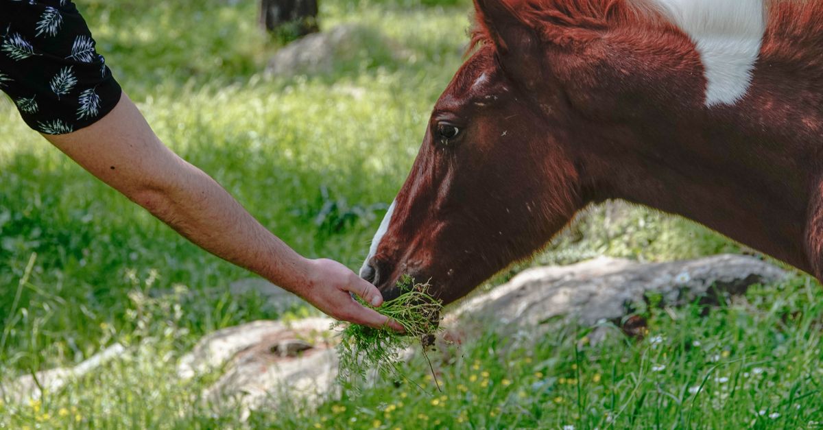 découvrez l'art du dressage avec notre guide complet pour apprivoiser et éduquer efficacement vos animaux.