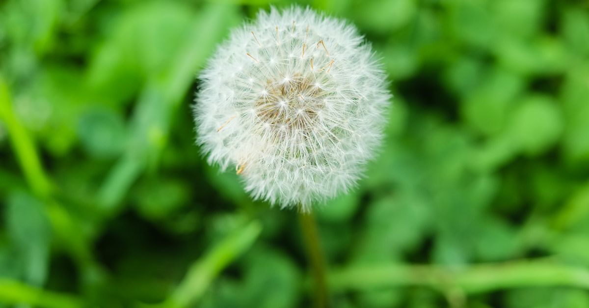 découvrez nos solutions efficaces pour le contrôle des mauvaises herbes et gardez vos espaces verts propres et sains.