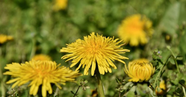 découvrez des méthodes efficaces de contrôle des mauvaises herbes pour un jardin sain et sans invasions indésirables.