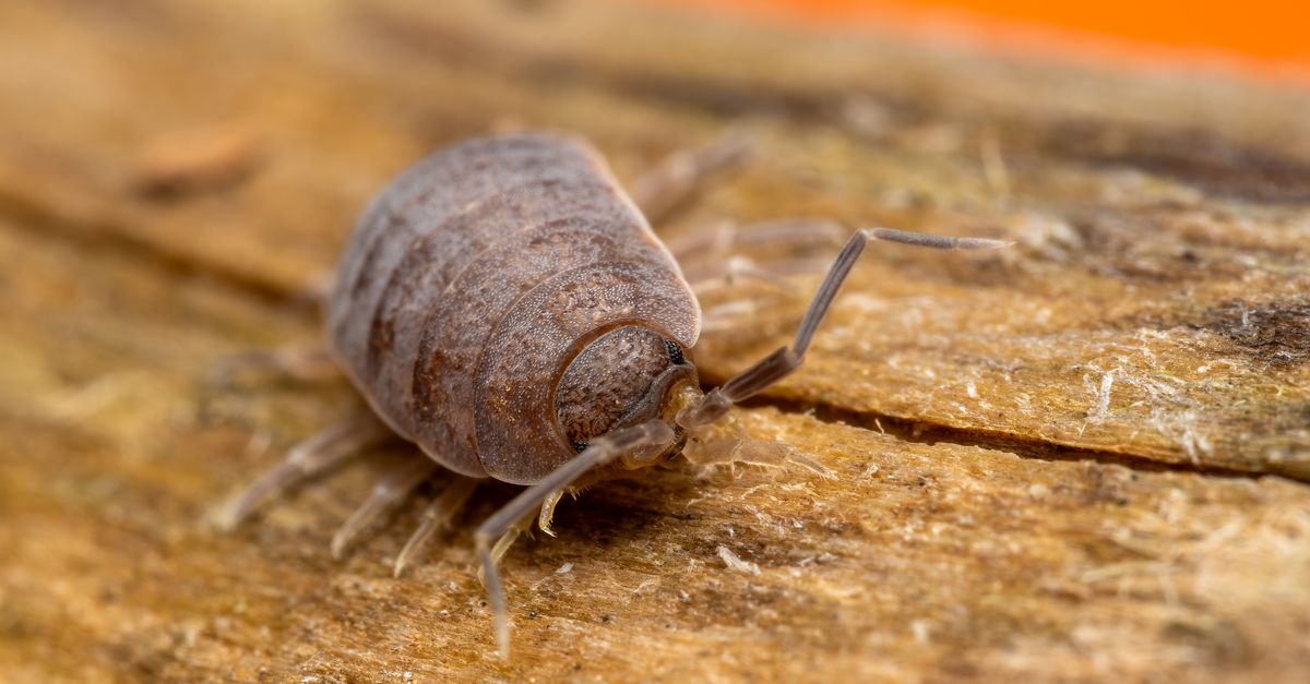 découvrez tout sur les cloportes : habitat, alimentation, comportement et rôle écologique de ces petits crustacés communs dans nos jardins et maisons.