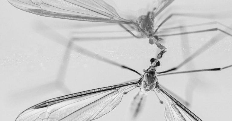 découvrez notre sélection d'insectes noirs, leurs caractéristiques, habitats et rôles essentiels dans l'écosystème.